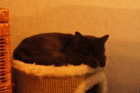 /album/hondjes-wel-te-vree/dsc01168-jpg/