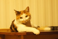 /album/hondjes-wel-te-vree/dsc01426-jpg/
