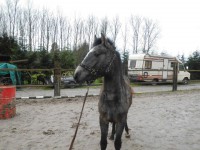 /album/hondjes-wel-te-vree/dsci1334-jpg/