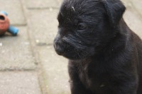 /album/hondjes-wel-te-vree/dsc01063-jpg/