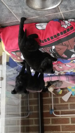 canne corso x mechelaar pups , zijn binnen gebracht en nog op zoek naar een thuis 
