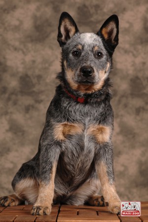 zeppe mijn iegen hond 