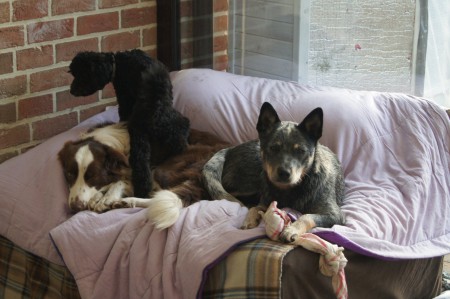 choco de border c. pinky de poedel , zeppe de catle dog , choco gaat binnen kort weg naar een zeer goede thuis , pinky die zal blijven omdat ze heel veel schrik heeft van andere mensen , zeppe is ons eigen hond en een varken 