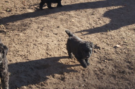 bouvier pup's zijn allen geplaatst 