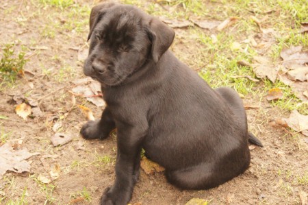 canne corso pup heeft ook een super thuis gekregen 